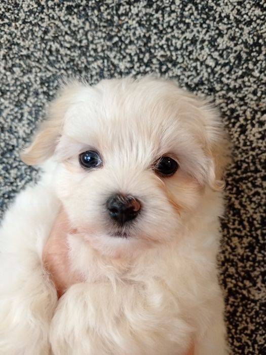 Мальтійська болонка