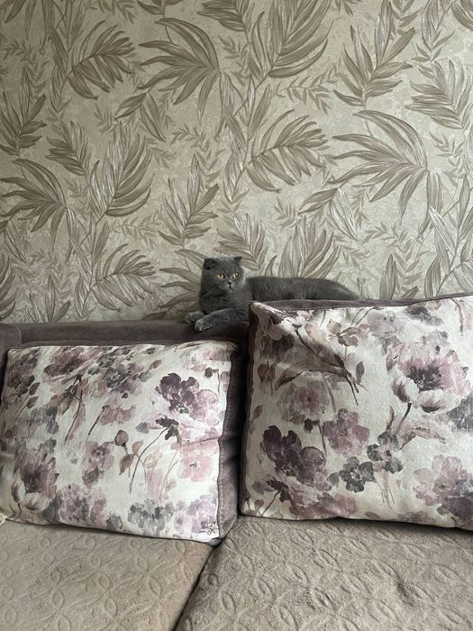 Шотландська дівчинка