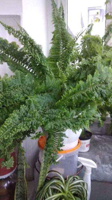 Папоротник декоративный
