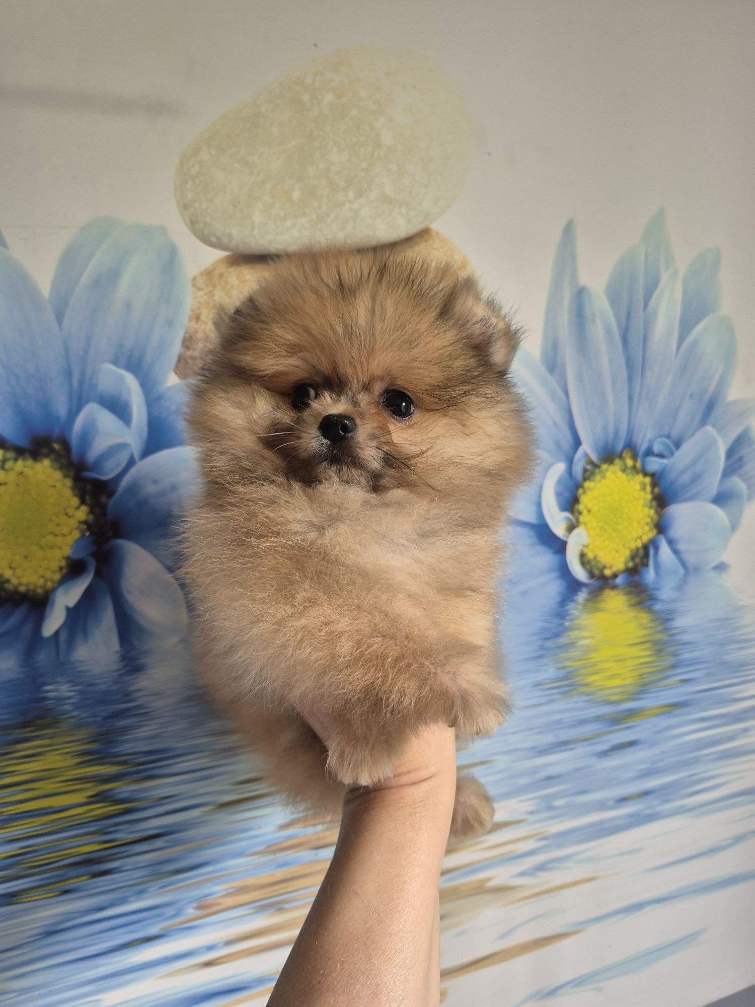 Pomeranian 100%. Boy. Cream sable color