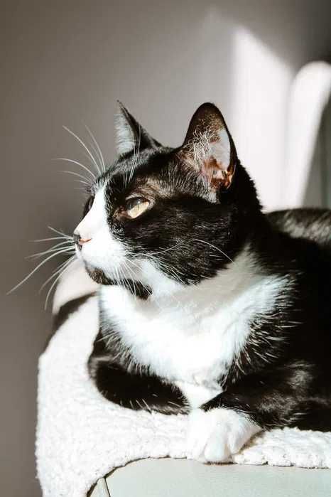 Catsitting personalizado do domicílio no Montijo e Alcochete