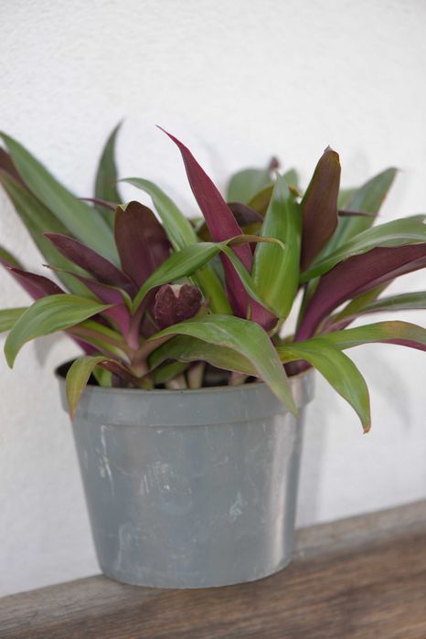 Традесканція покривальчаста, Рео (Tradescantia spathacea compacta)