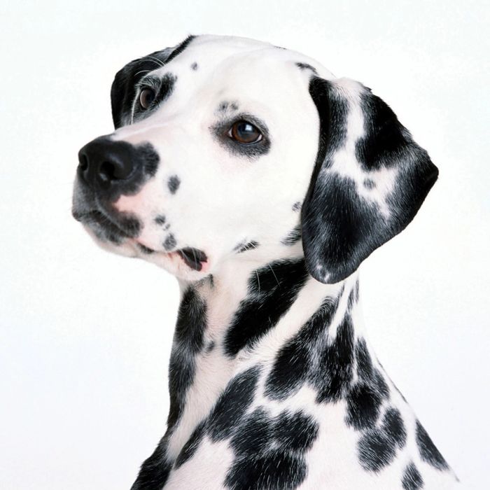 Невеста ищет жениха