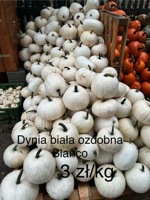 Dynia biała Blanco - HURT