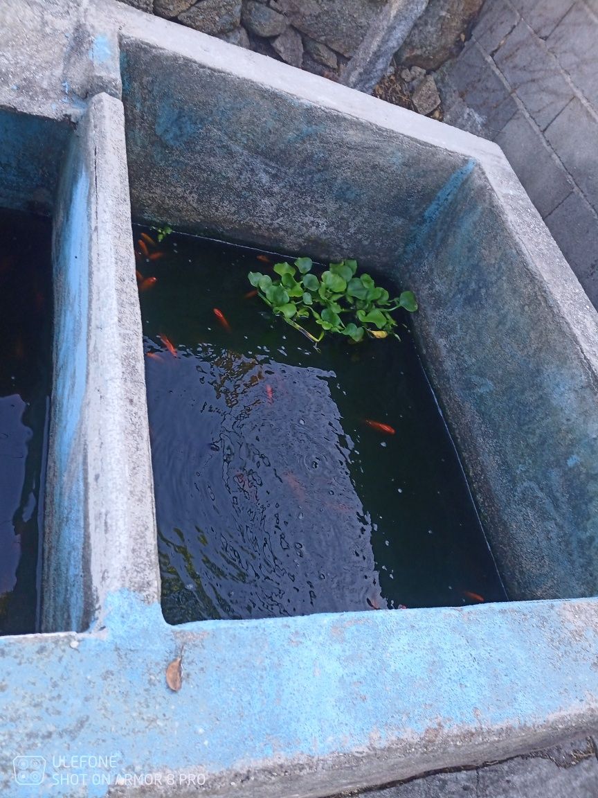 Peixes para lagos