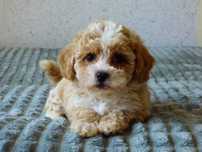 Maltipoo suczka 7-mio tygodniowa z pełną dokumentacją