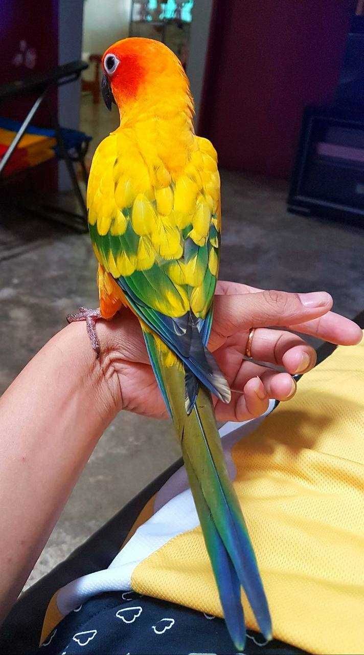 Аратінга - це невелика папужка з барвистим пір'ям