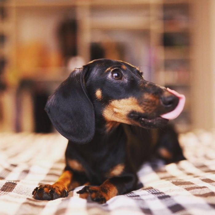 Це цуценя — справжня знахідка для тих, хто шукає відданого друга!