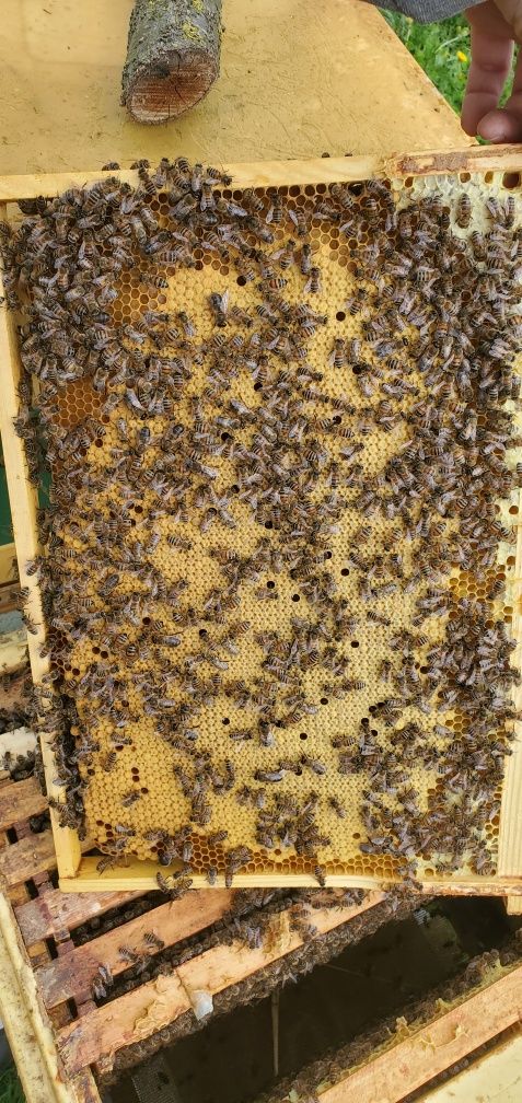 Бджолопакети бакфаст