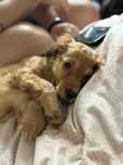 Cocker Spaniel Angielski