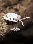 Porcellio laevis dairy cow ekipa sprzatająca izopody