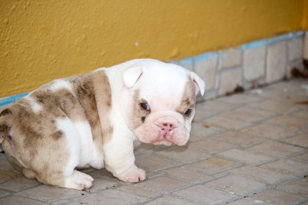 Bulldog ingles exotico