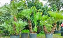 Palmeiras de leque europeias ou Chamaerops humilis