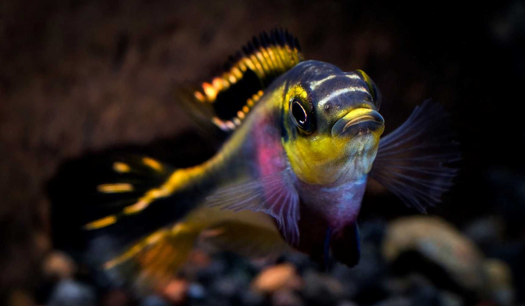 Barwniak czerwonobrzuchy - Pelvicachromis pulcher - dowóz, wysyłka