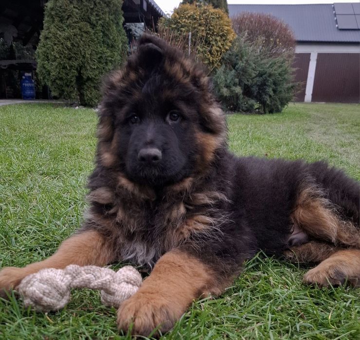 Owczarek Niemiecki Długowłosy -piesek  szczenię