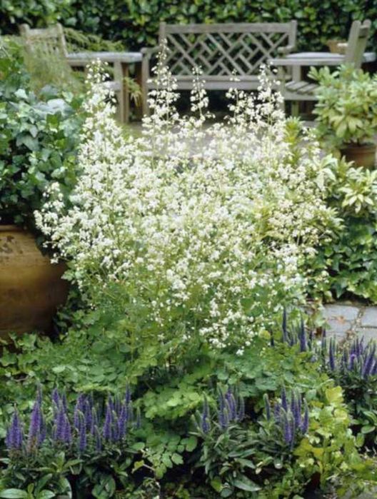 RUTEWKA DELAVAYA BIAŁA - sadzonki w doniczkach