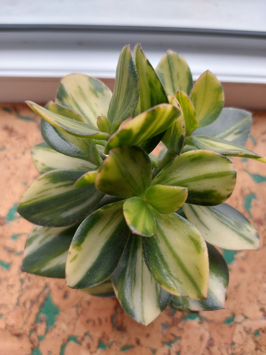 Крассула  Сильвер Доллар (crassula Silver dollar)