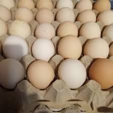 Бройлер інкубаційне яйце