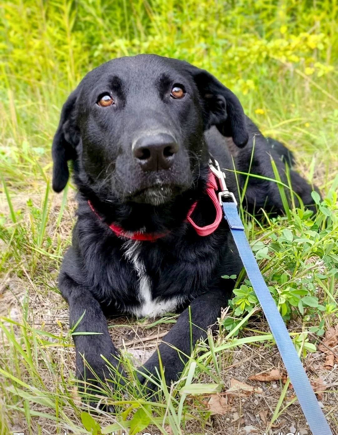 Szafir gorąco poleca się do adopcji..
