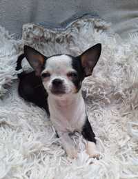 Chihuahua dziewczynka Sasi