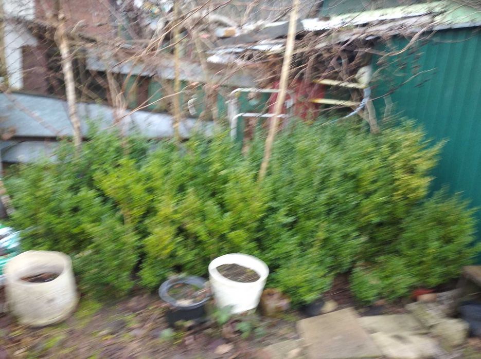 Sprzedam 7 letni bukszpan (wiecznie zielony).