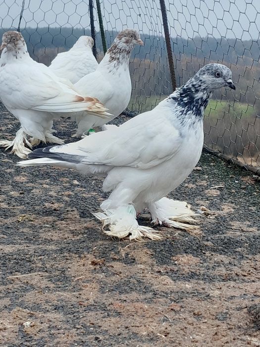 Gołębie  ozdobne