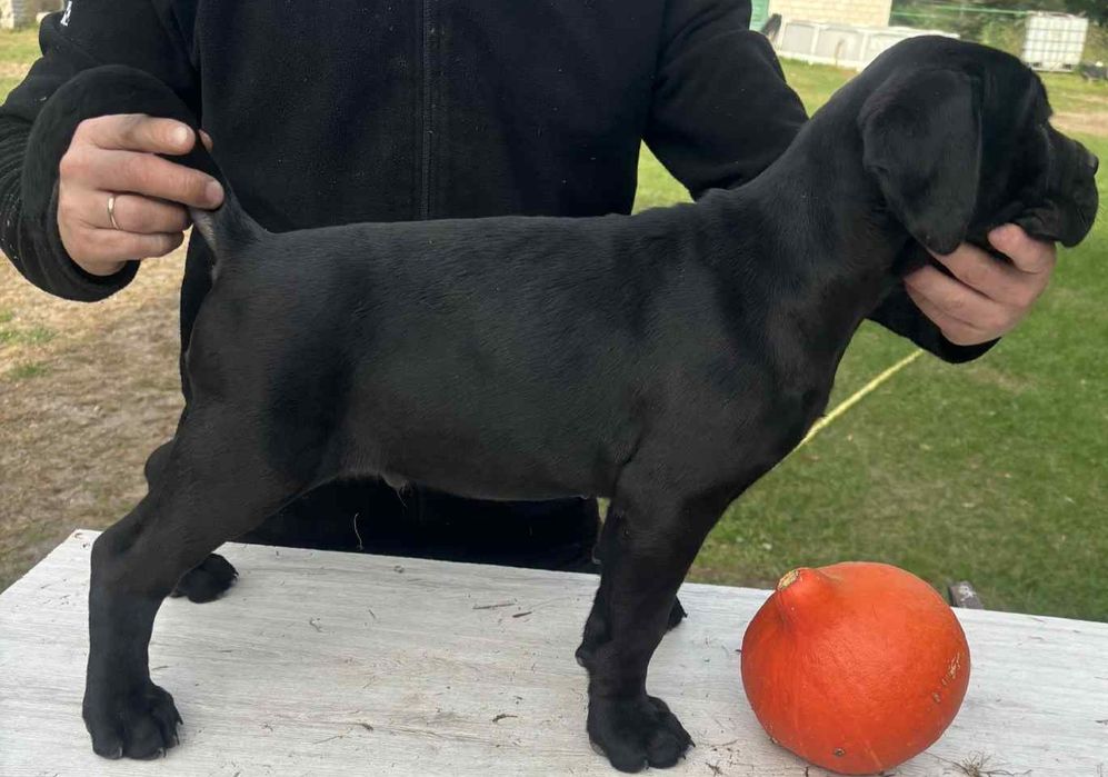 Cane Corso Italiano