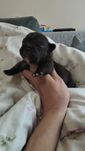 Buldog francuski