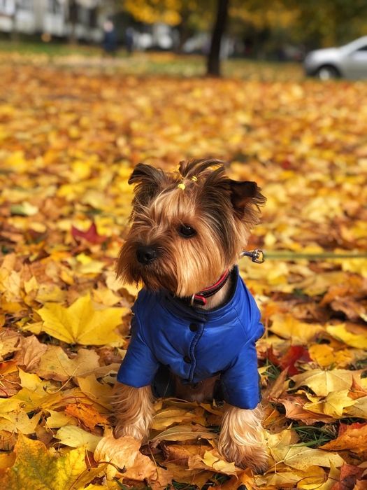 Йорк для в'язки злучка вязка йоркшинський терʼєр
