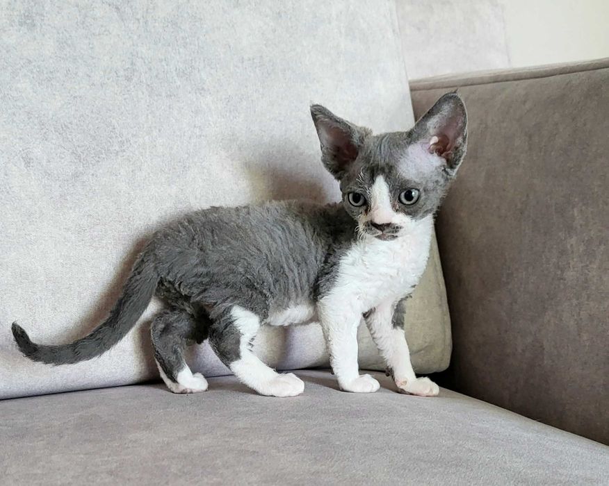 Dziewczynka devon rex gotowa na zmianę domu FPL