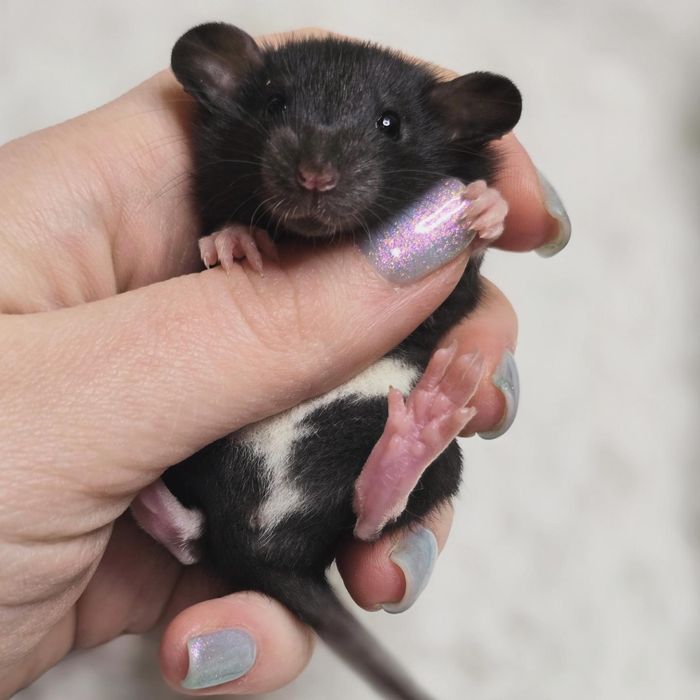 Домашние крысята дамбо, крыски, декоративные крысы