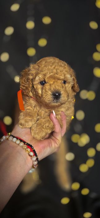 Maltipoo malutki książe idealny charakter badania wyprawka szkolenie