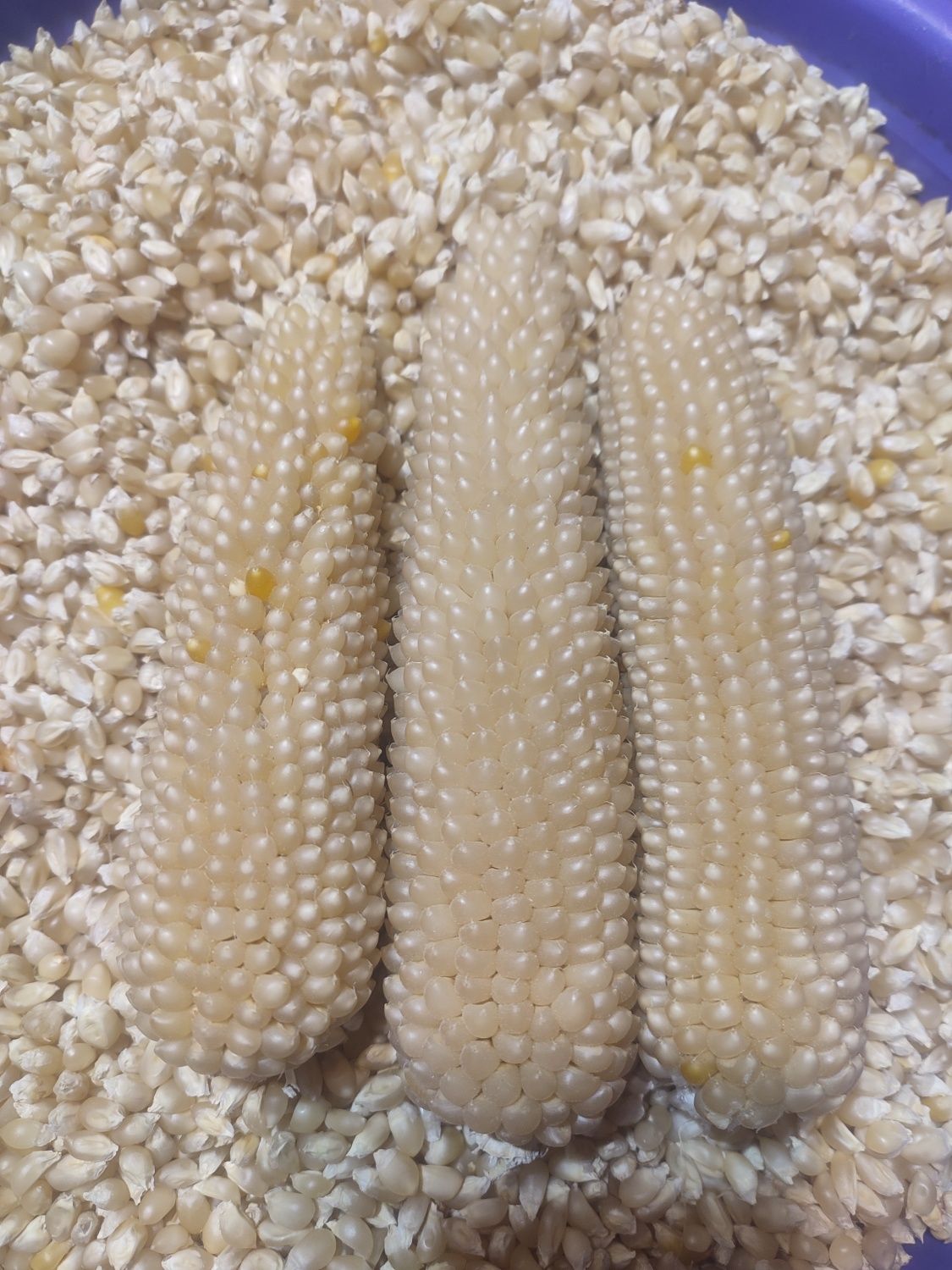 Зерно попкорну Кукурудза попкорн. Попкорн в домашніх умовах popcorn.