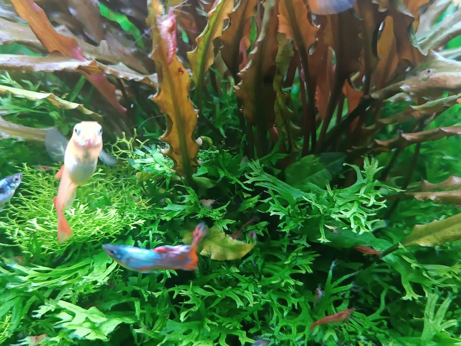 rybki akwariwe gupiki