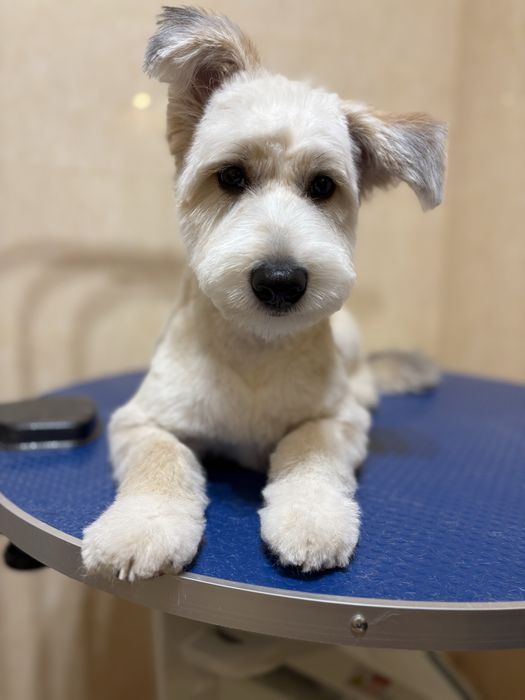 Groomer, strzyżenie i pielęgnacja psów, psi fryzjer Radom