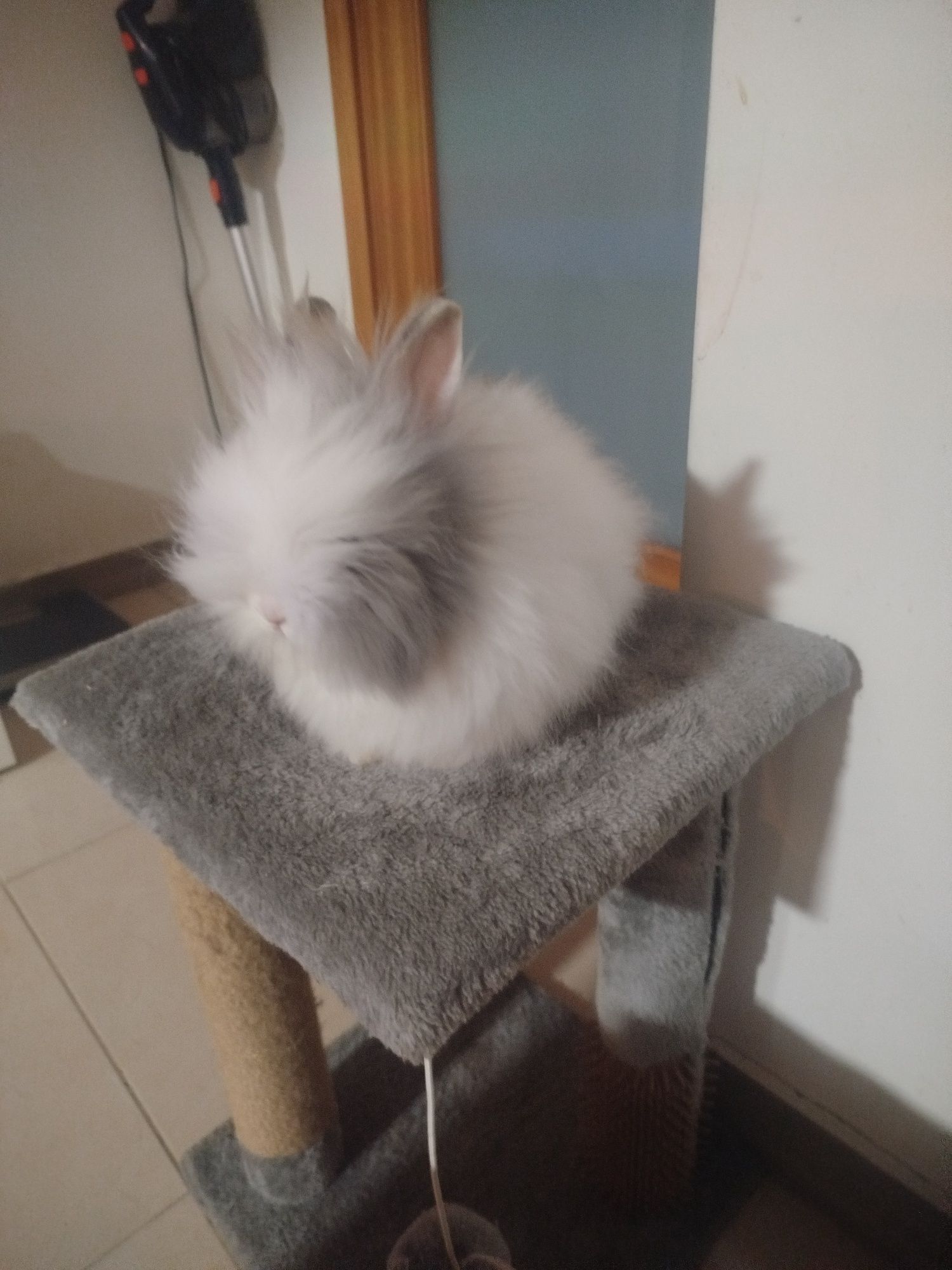 Coelho teddy dwerg vacinada