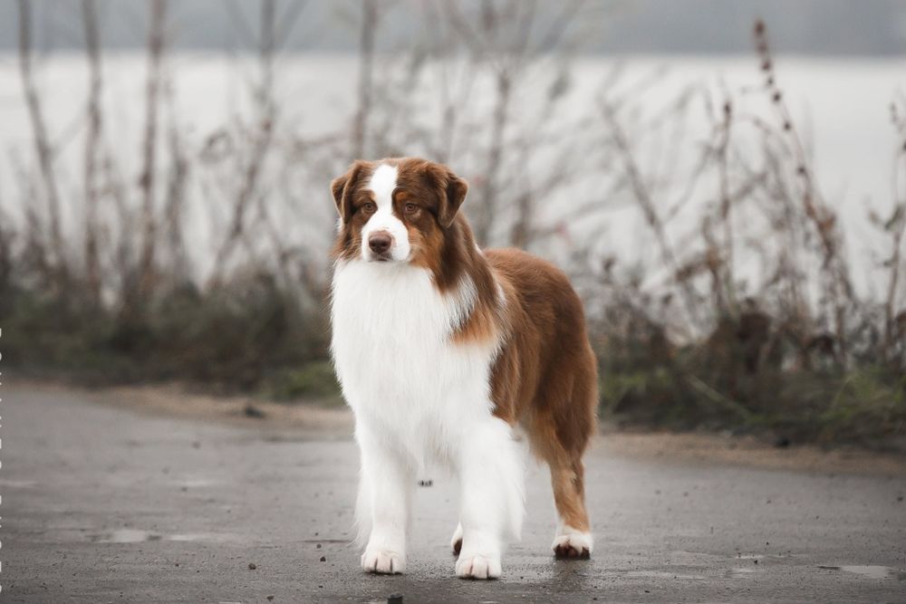 Цуценята Австралійської вівчарки (ауссі)