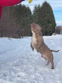 American Bully poket