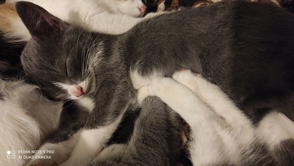 Віддам кошенят в добрі ручки