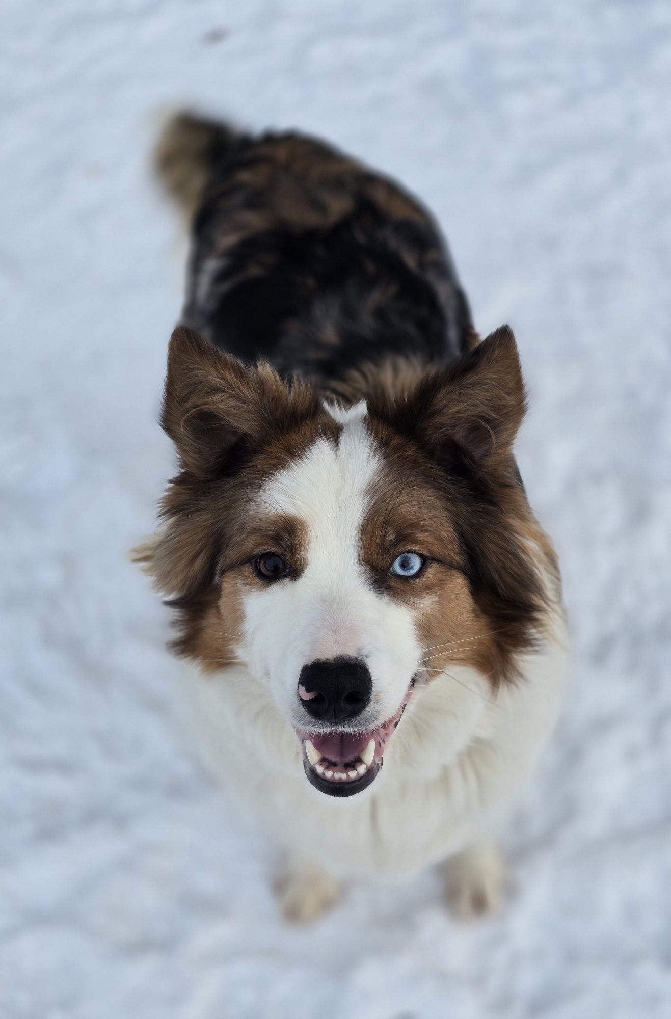 Border Collie Piesek