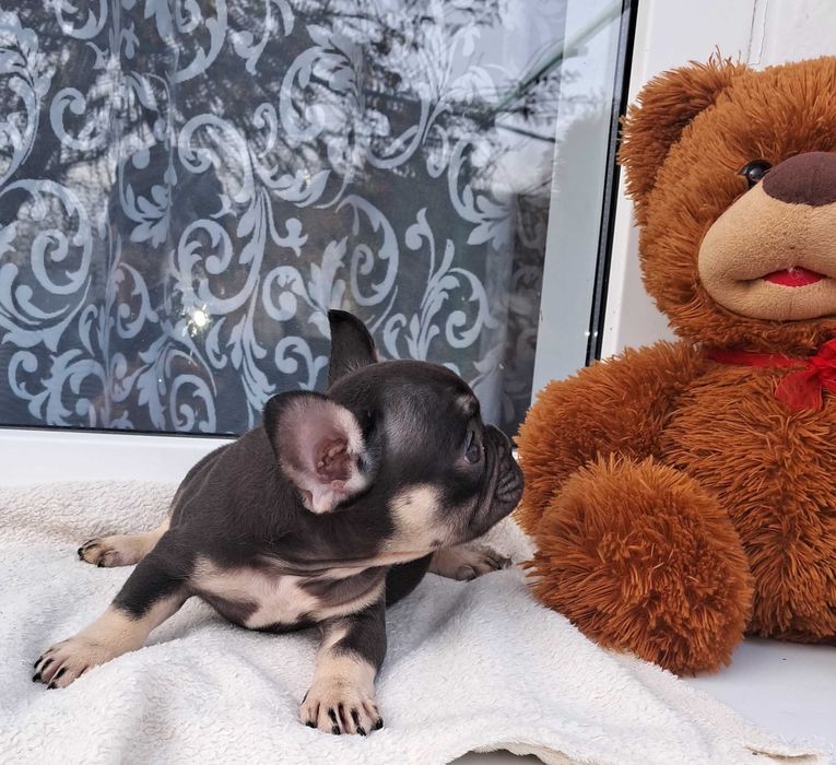 Шоколадна дівчинка.