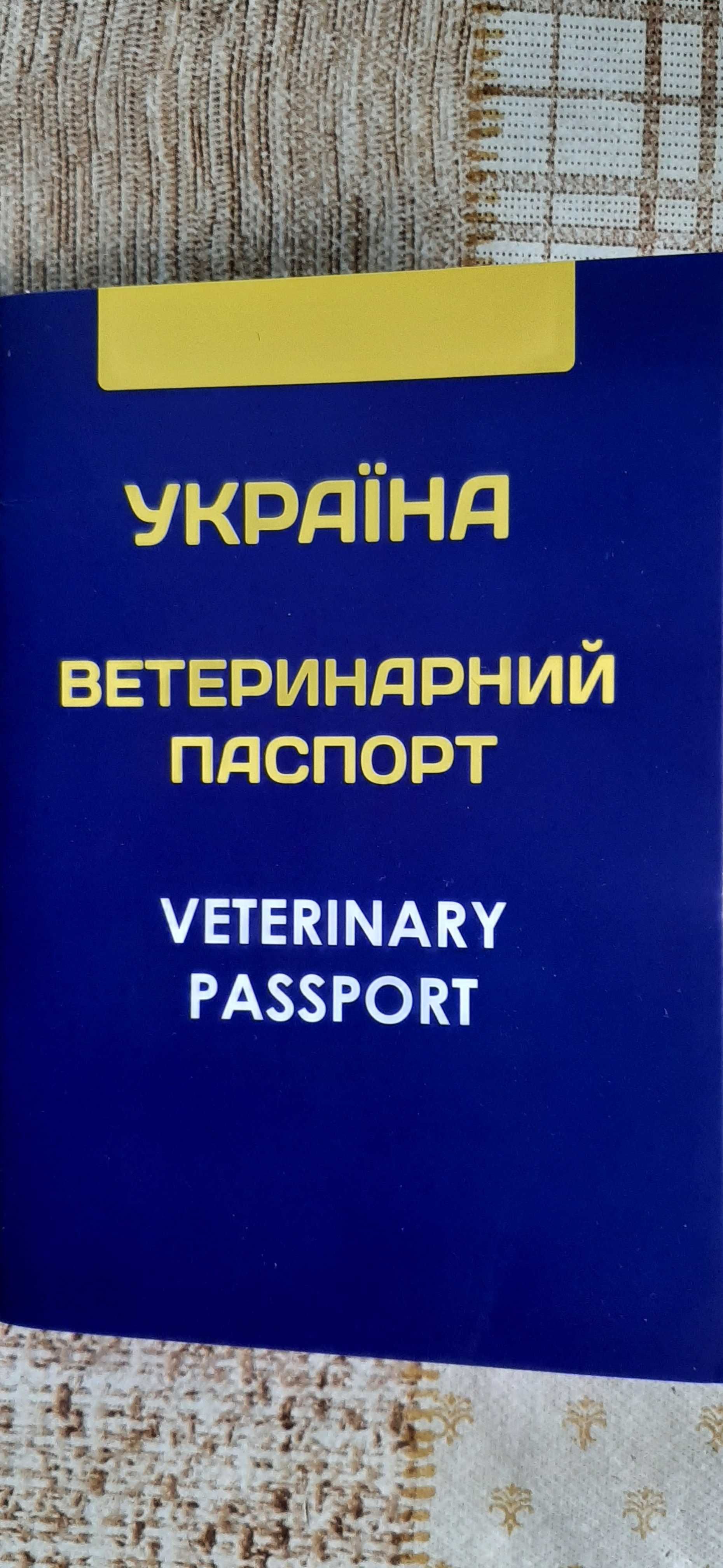 Різеншнауцер, кращий подарунок на новий рік. Клубне цуценя