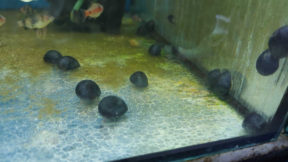 Ślimak na glony - Military helmet (Neritina pulligera) WYSYŁKA AKWAWIN