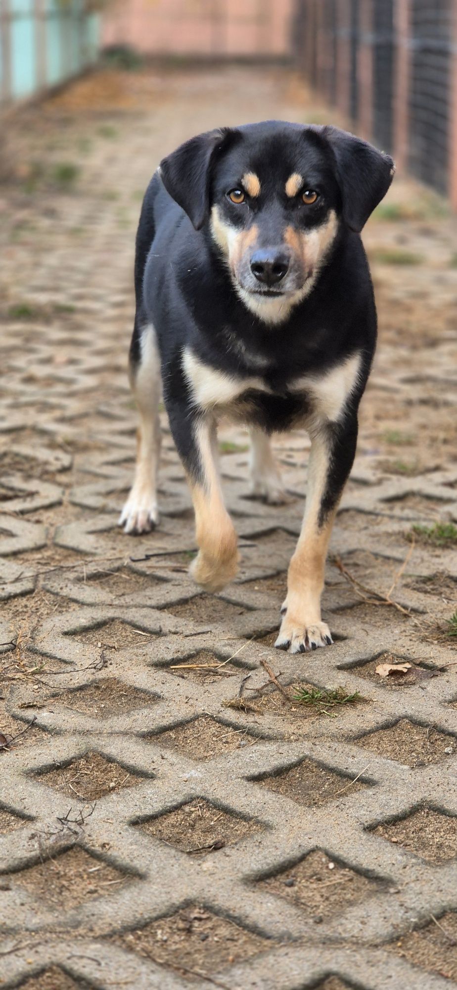 Piesek Około 2 lata