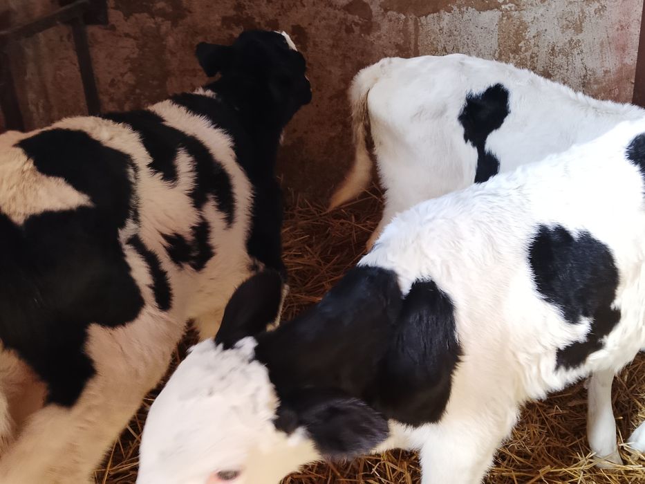 Sprzedam cielaki mieszańce