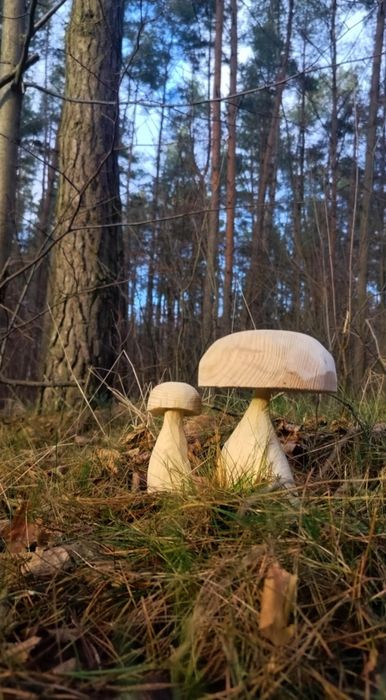 Grzyb z drewna typu borowik, prawdziwek, koźlarz