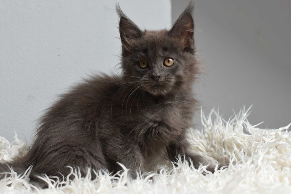 Kotka Maine Coon /Rodowód FPL