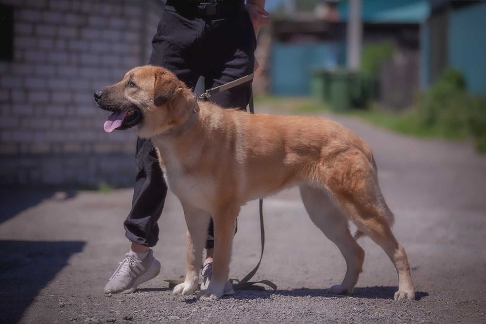 Метис алабая в добрі руки