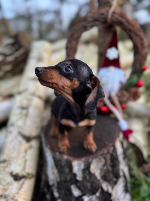 Jamnik krótkowłosy miniaturowy rodowód