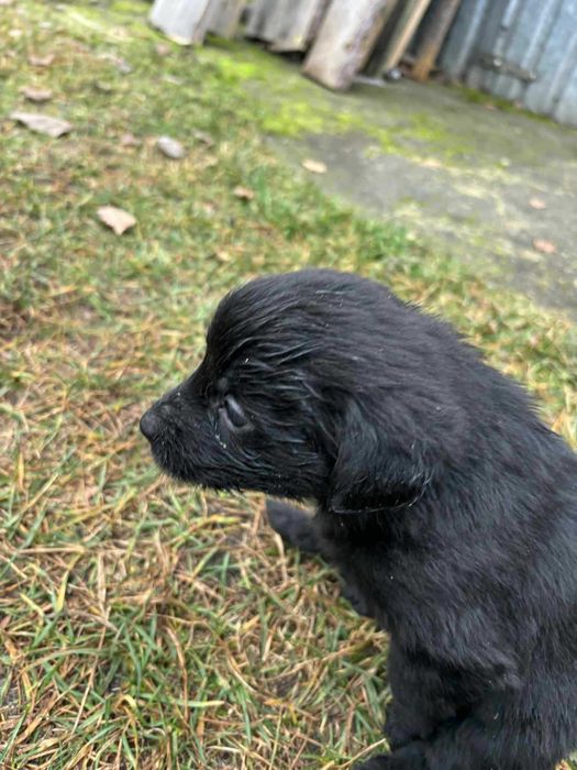 Pieski!! Oddam za darmo!!